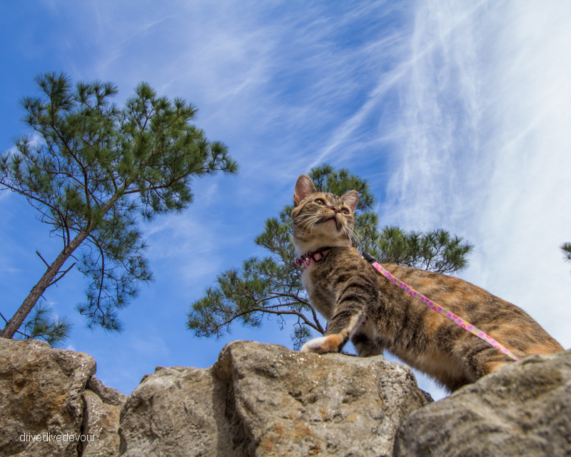 Gypsy cat