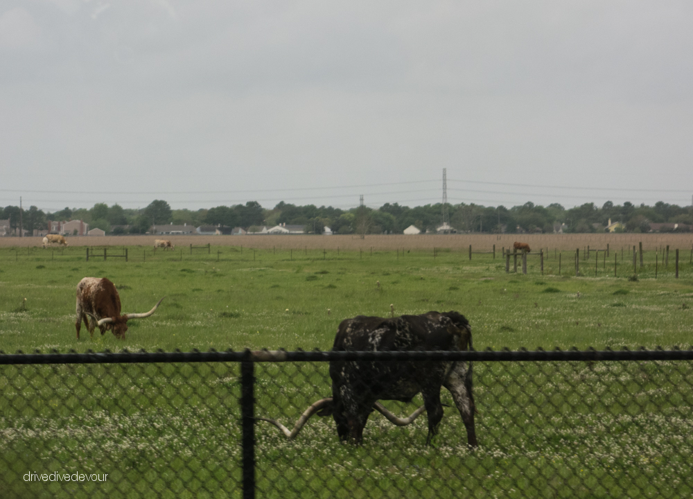 NASA Longhorns