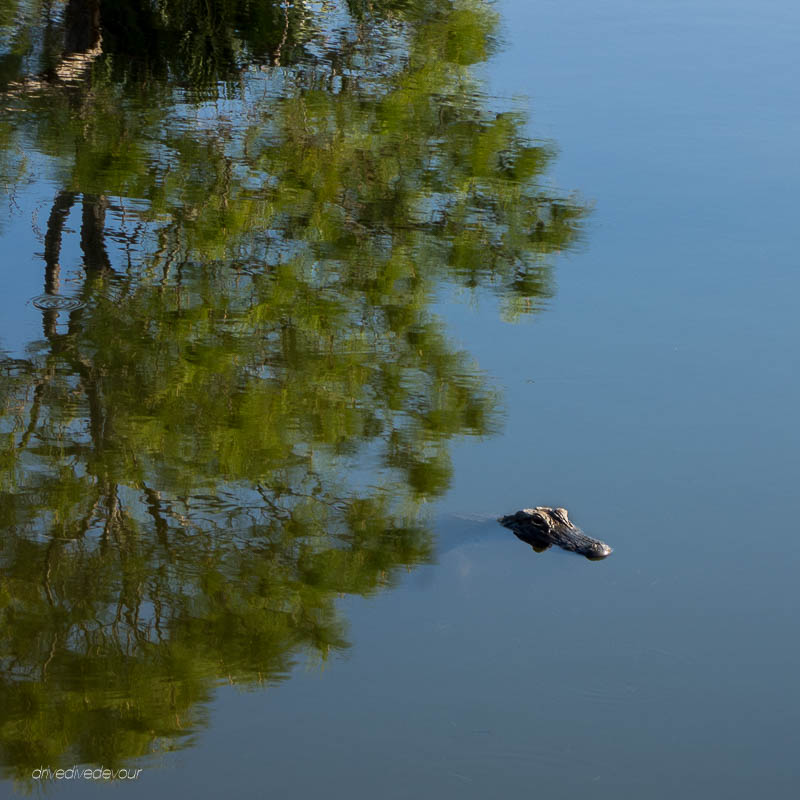 Alligator in Pond