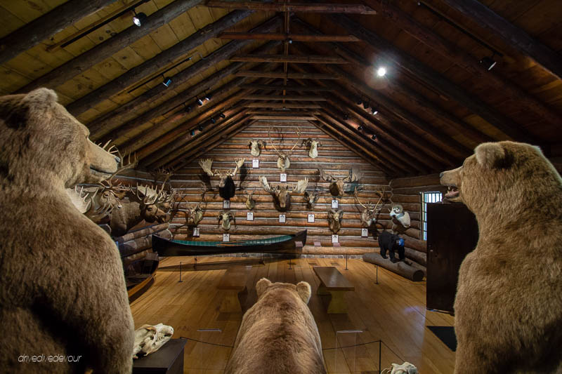 Shelburne Museum taxidermy