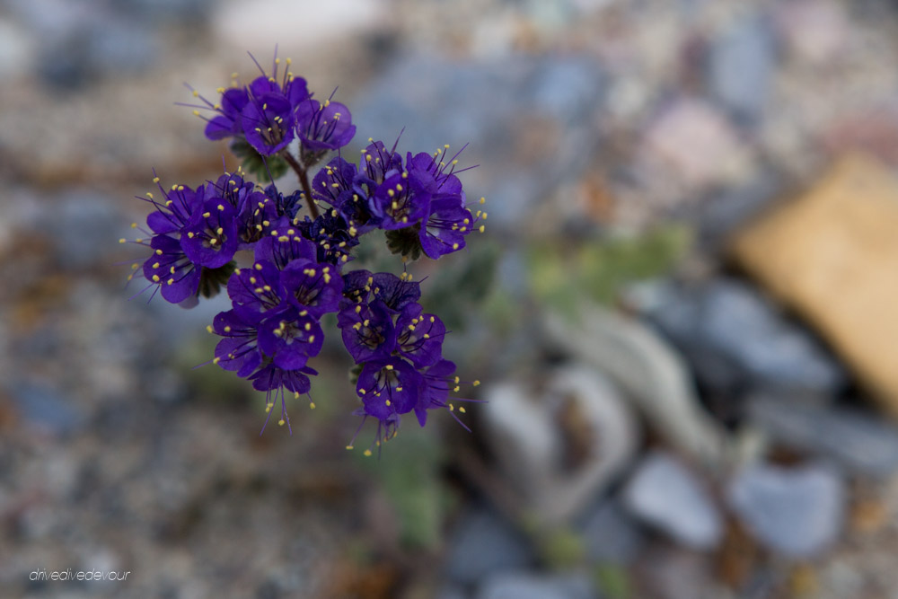 Notch-leaf Phacelia