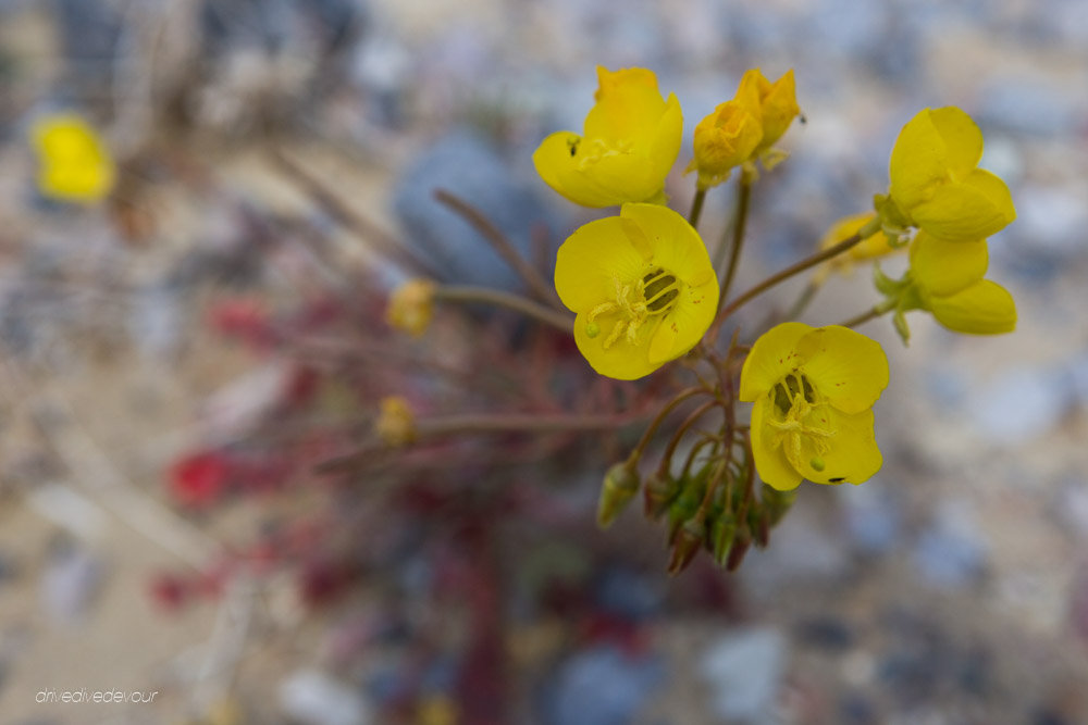 Golden Evening Primrose