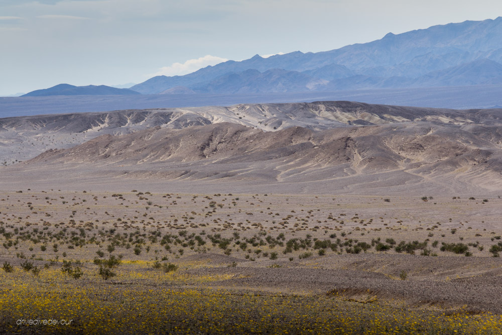 DeathValleySuperblooms-29