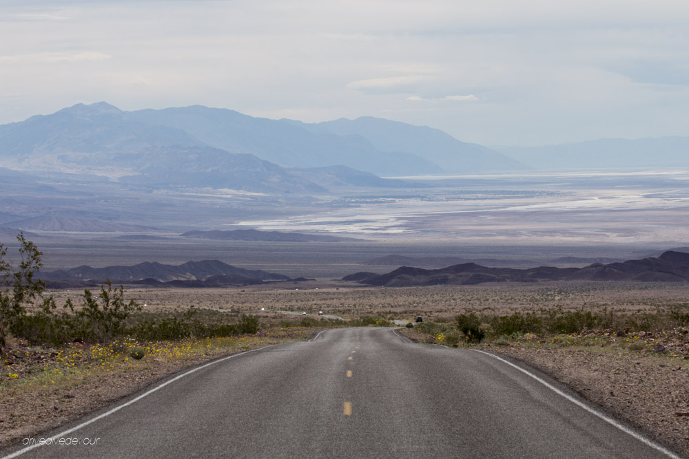 DeathValleySuperblooms-32