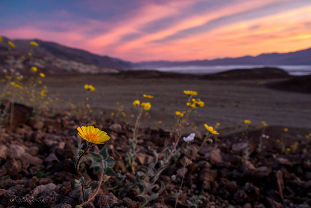 Death Valley super bloom sunset