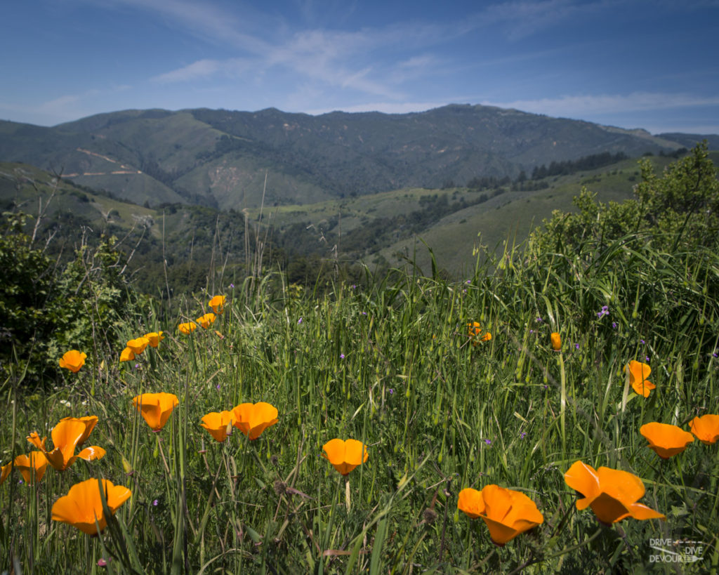 Central Coast CA poppies