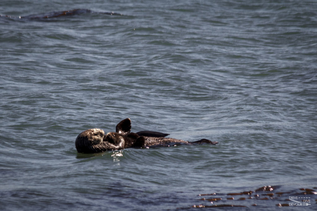 A mother and baby sea otter