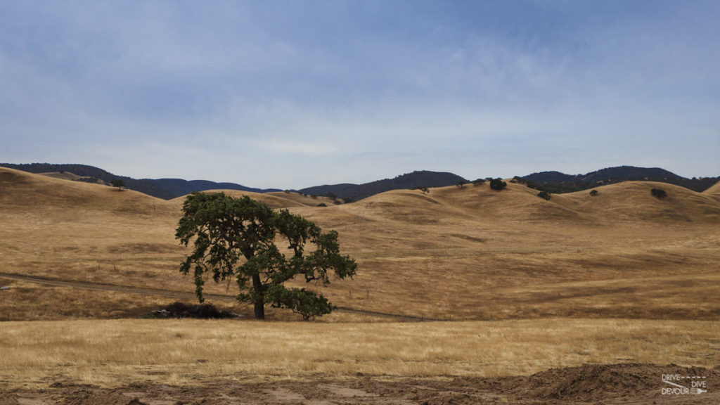 The yellow hills around Williams Hill