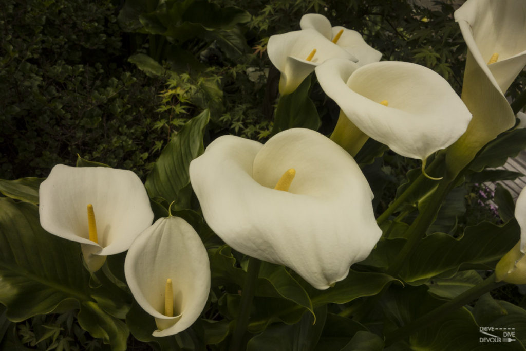 Huge Calla Lilies in Carmel