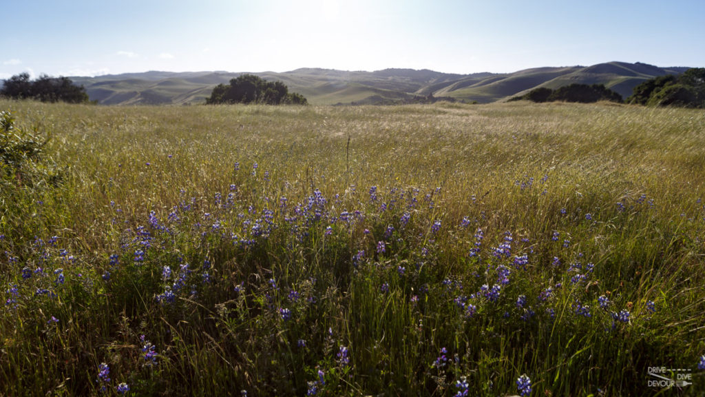 Wildflowers in Toro County Park in Salinas in Central Coast CA 